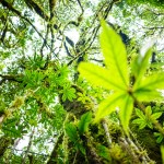 Sage | Guatemala Volcano + Beach Impact Adventure