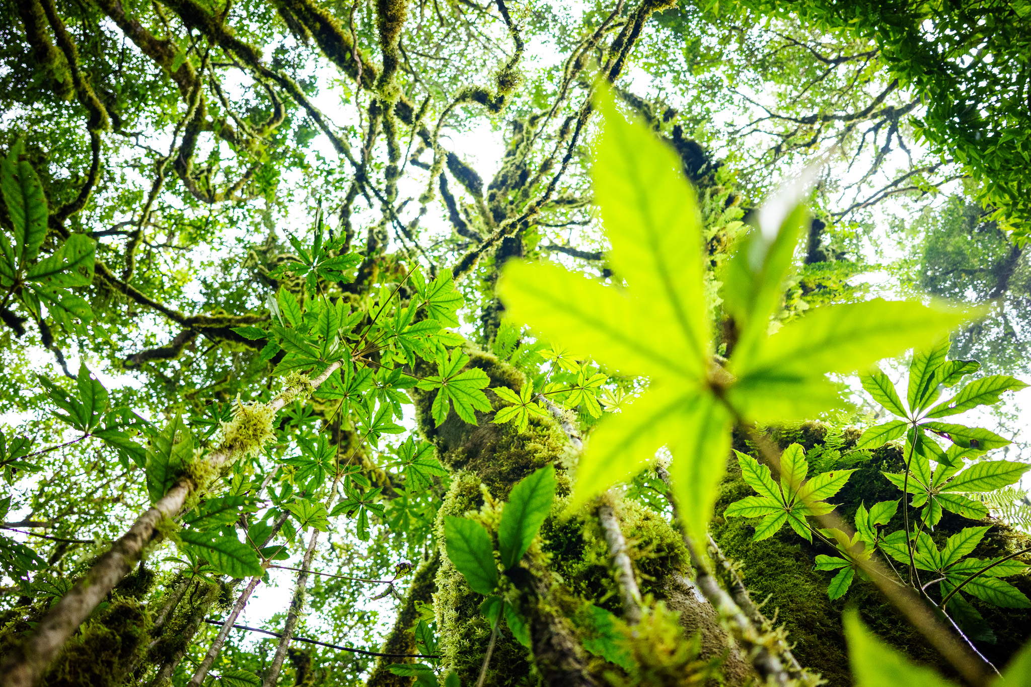 Sage | Guatemala Volcano + Beach Impact Adventure